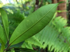 Myrsine seguinii