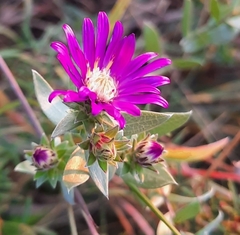 Symphyotrichum sericeum