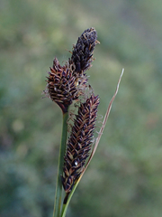 Carex scopulorum