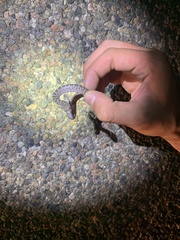 Arizona elegans elegans