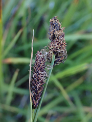 Carex scopulorum