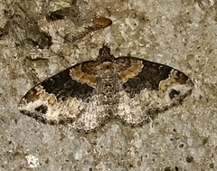 Xanthorhoe ferrugata