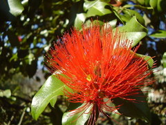 Metrosideros collina