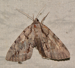 Catocala retecta