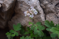 Phacelia rupestris