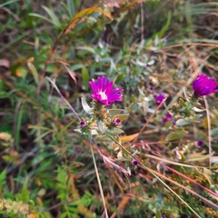 Symphyotrichum sericeum