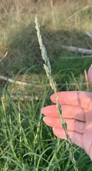 Tridens albescens