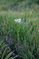 Perideridia parishii latifolia