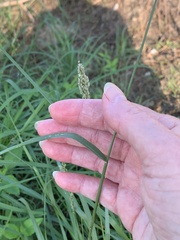 Tridens albescens
