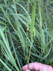 Tridens albescens