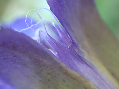 Gentiana plurisetosa