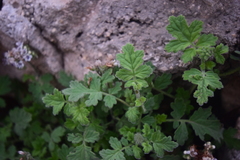 Phacelia rupestris