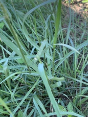 Tridens albescens