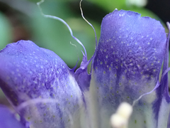 Gentiana plurisetosa
