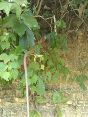 Masticophis mentovarius