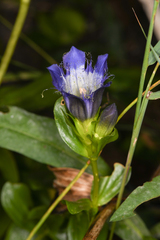 Gentiana plurisetosa