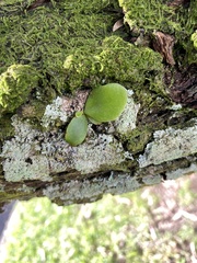 Pyrrosia eleagnifolia