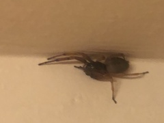 Dysdera crocata
