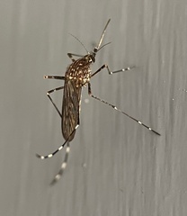 Aedes alboannulatus