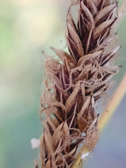 Carex spectabilis