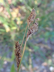 Carex spectabilis