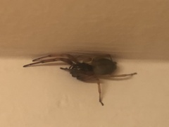 Dysdera crocata