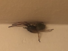 Dysdera crocata