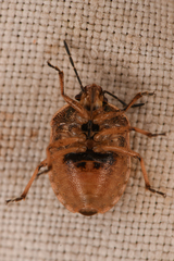 Carpocorini