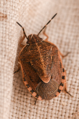 Carpocorini