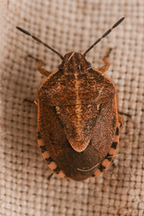 Carpocorini