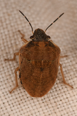 Homaemus