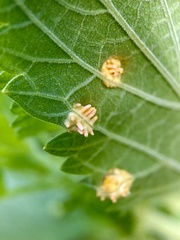 Puccinia