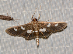 Desmia funeralis