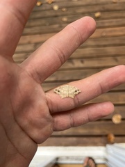 Eutrapela clemataria
