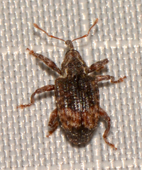 Conotrachelus elegans
