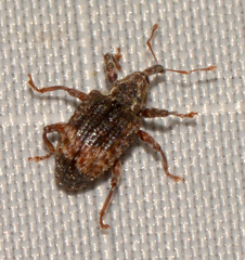 Conotrachelus elegans