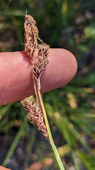 Carex spectabilis
