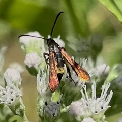 Carmenta pyralidiformis