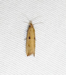 Bactra