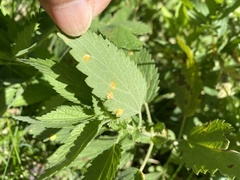 Puccinia