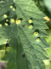 Puccinia