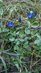 Gentiana plurisetosa