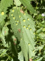 Puccinia
