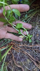 Gentiana plurisetosa