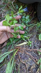 Gentiana plurisetosa