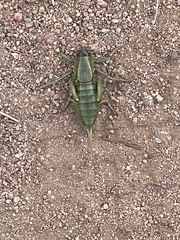 Anabrus simplex