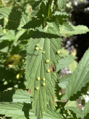 Puccinia