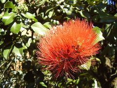 Metrosideros collina