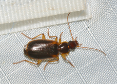 Cymindis limbata