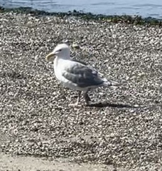 Larus glaucescens